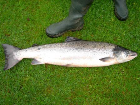 Fresh Spring Salmon caught on the Spey
